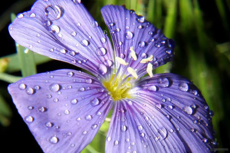 Fondo-flor-hermosa-para-la-portada-de-la-1410769305_91