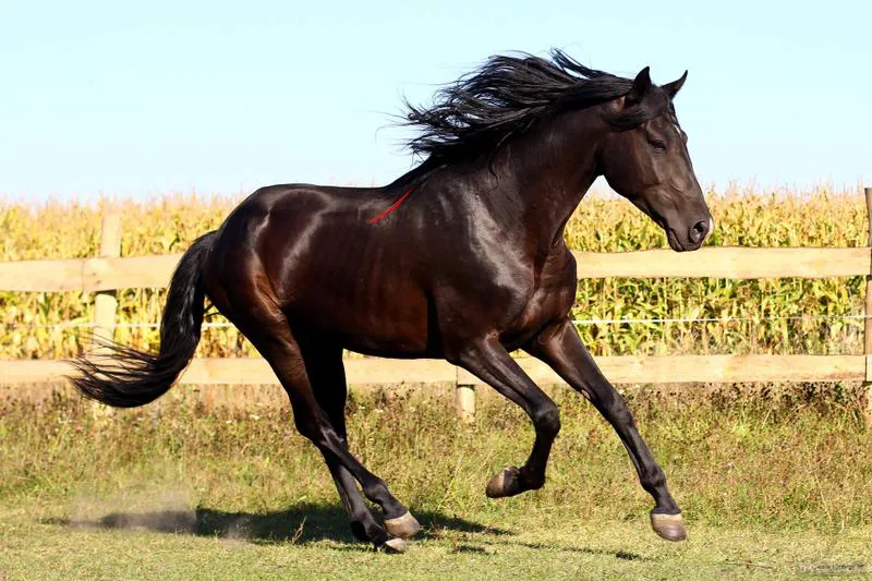 black-horse-1415782258_29